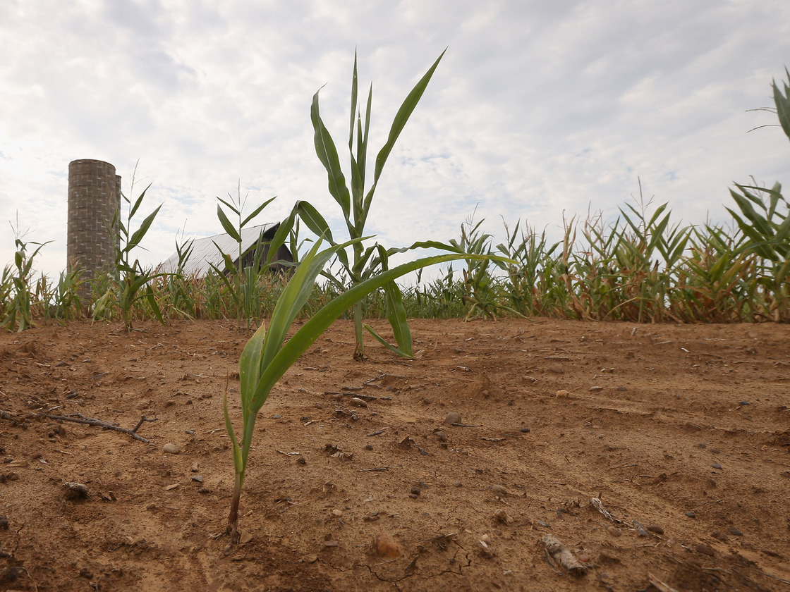 Drought-stricken corn struggles to survive on a farm near Poseyville, Ind.