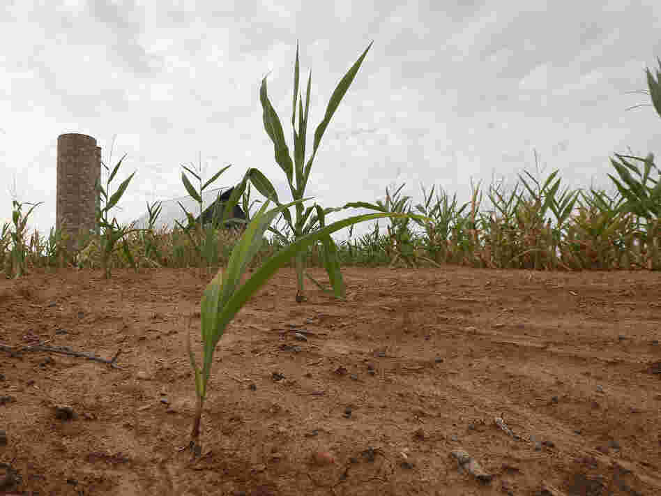 Drought-stricken corn struggles to survive on a farm near Poseyville, Ind.