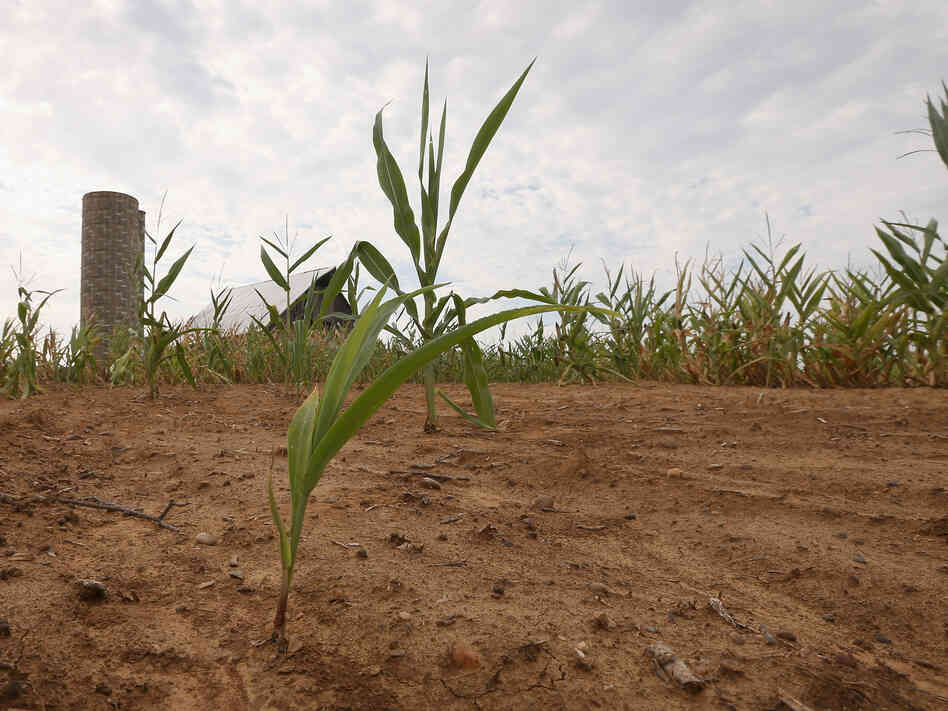Drought-stricken corn struggles to survive on a farm near Poseyville, Ind.