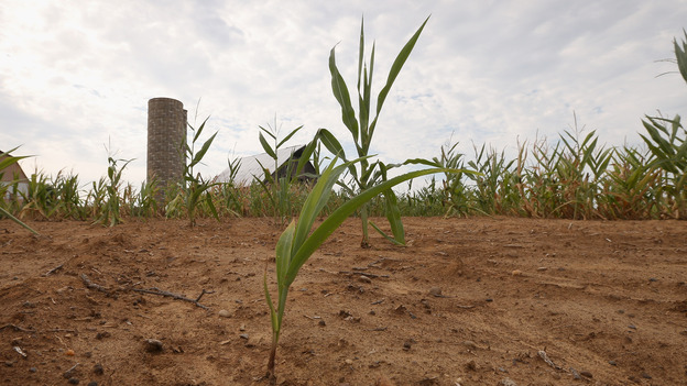 Drought-stricken corn struggles to survive on a farm near Poseyville, Ind. (Getty Images)