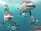 Dolphins Dolphins