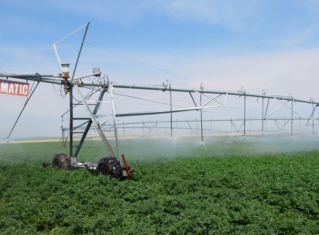 Jim Tiede uses a pivot irrigation system to water his potatoes, so his crops have been growing despite the drought.