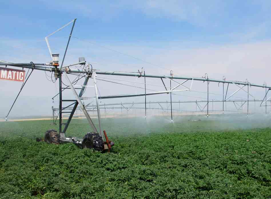 Jim Tiede uses a pivot irrigation system to water his potatoes, so his crops have been growing despite the drought.