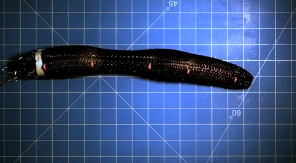 A robotic worm.