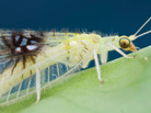 A shot of an unknown species of green lacewing, posted on Twitter, caught the eye of insect biosystematist Shaun Winterton. A shot of an unknown species of green lacewing, posted on Twitter, caught the eye of insect biosystematist Shaun Winterton.
