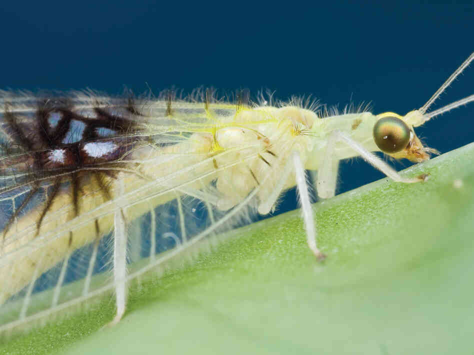 A shot of an unknown species of green lacewing, posted on Twitter, caught the eye of insect biosystematist Shaun Winterton.