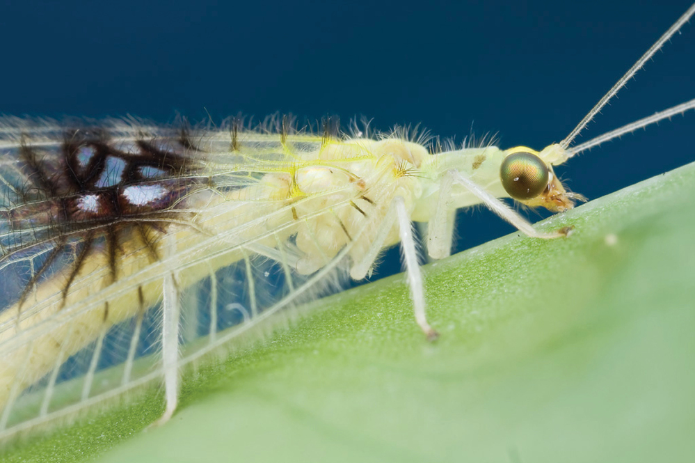 A shot of an unknown species of green lacewing, posted on Twitter, caught the eye of insect biosystematist Shaun Winterton.