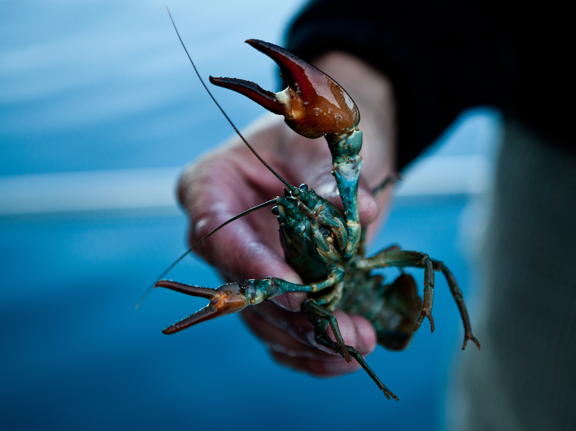 A commercially harvested crayfish from Lake Tahoe near Incline Village, Nev., in July.