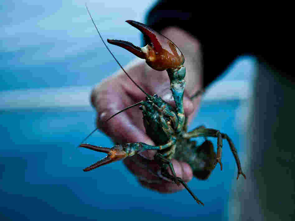 A commercially harvested crayfish from Lake Tahoe near Incline Village, Nev., in July.