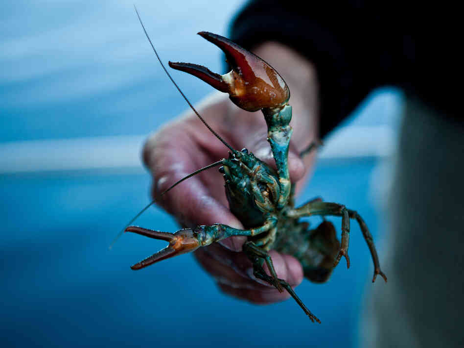 A commercially harvested crayfish from Lake Tahoe near Incline Village, Nev., in July.