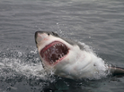 Attacking great white shark. Attacking great white shark.