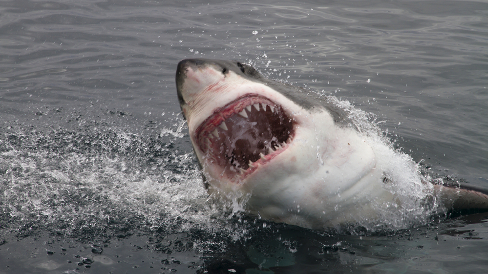 Attacking great white shark.