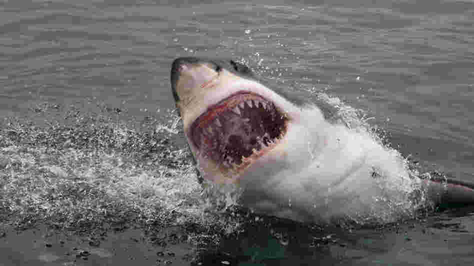 Attacking great white shark.