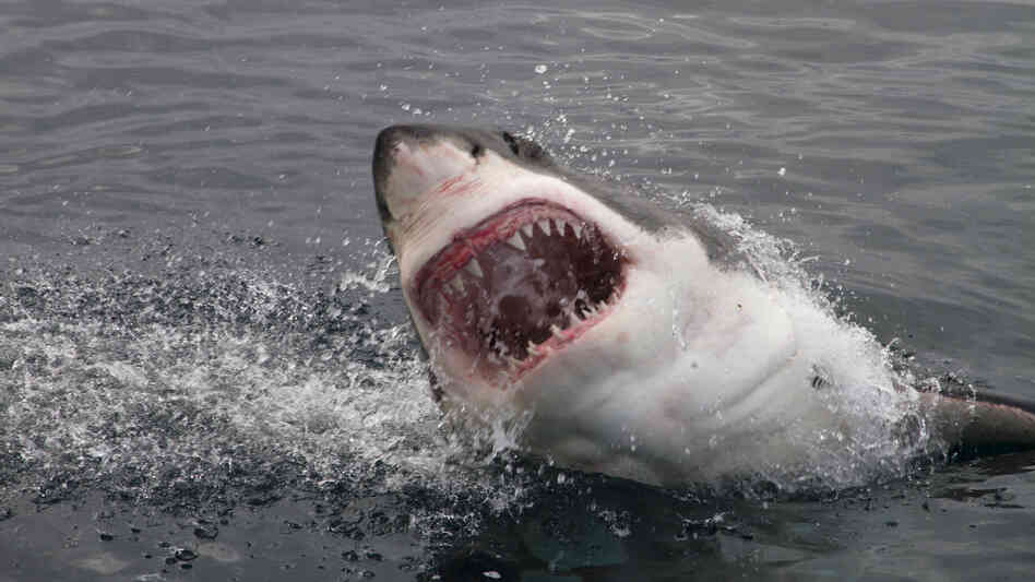 Attacking great white shark.