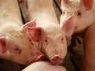 Hogs at a farm in Elma, Iowa (2009 file photo). Hogs at a farm in Elma, Iowa (2009 file photo).