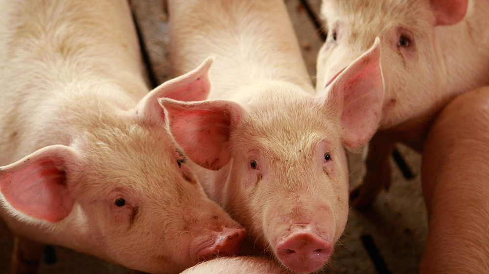 Hogs at a farm in Elma, Iowa (2009 file photo).
