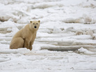 A polar bear on fresh ice in the Hudson Bay in November 2007. A polar bear on fresh ice in the Hudson Bay in November 2007.