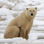 A polar bear on fresh ice in the Hudson Bay in November 2007. A polar bear on fresh ice in the Hudson Bay in November 2007.