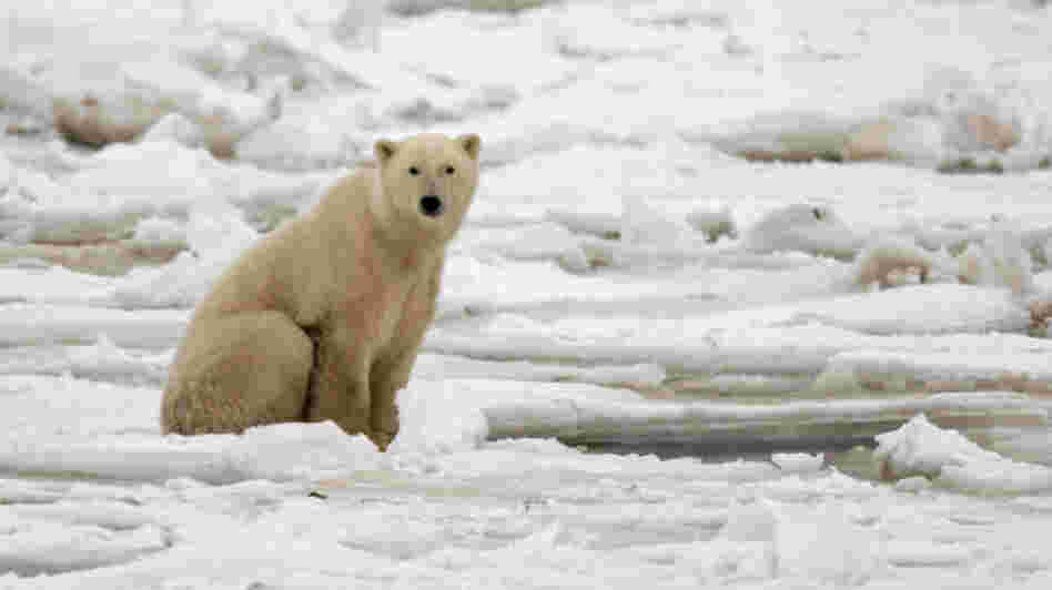A polar bear on fresh ice in the Hudson Bay in November 2007. A polar bear on fresh ice in the Hudson Bay in November 2007.