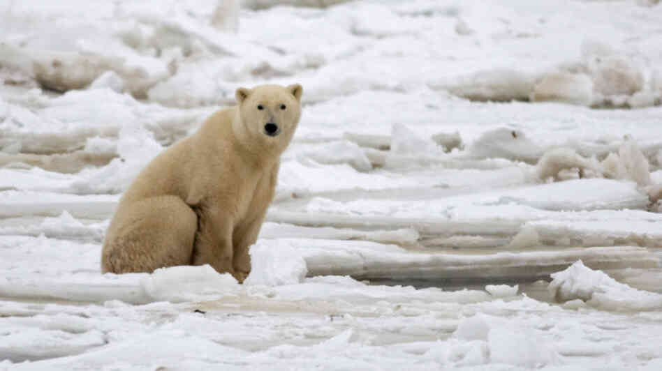 A polar bear on fresh ice in the Hudson Bay in November 2007. A polar bear on fresh ice in the Hudson Bay in November 2007.