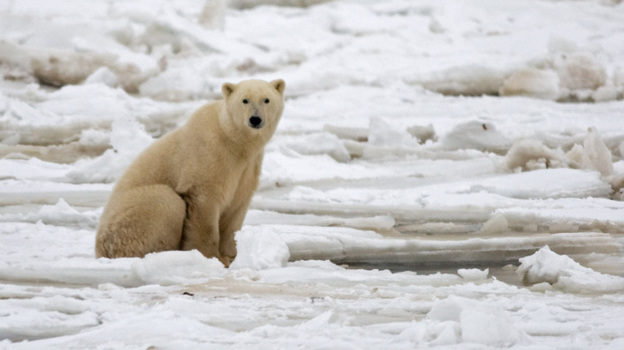 A polar bear on fresh ice in the Hudson Bay in November 2007. A polar bear on fresh ice in the Hudson Bay in November 2007.