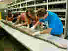 Florida Museum of Natural History researchers at work on the record-long Burmese python.