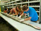 Florida Museum of Natural History researchers at work on the record-long Burmese python.