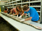 Florida Museum of Natural History researchers at work on the record-long Burmese python. Florida Museum of Natural History researchers at work on the record-long Burmese python.