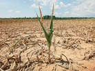 Corn in a time of drought. Corn in a time of drought.
