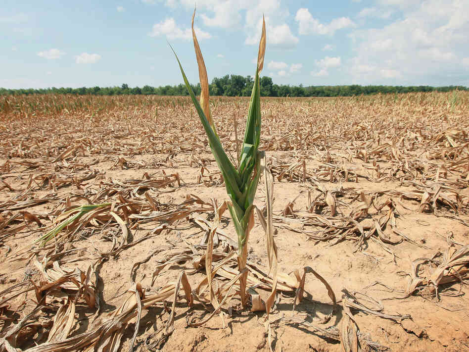 Corn in a time of drought. Corn in a time of drought.