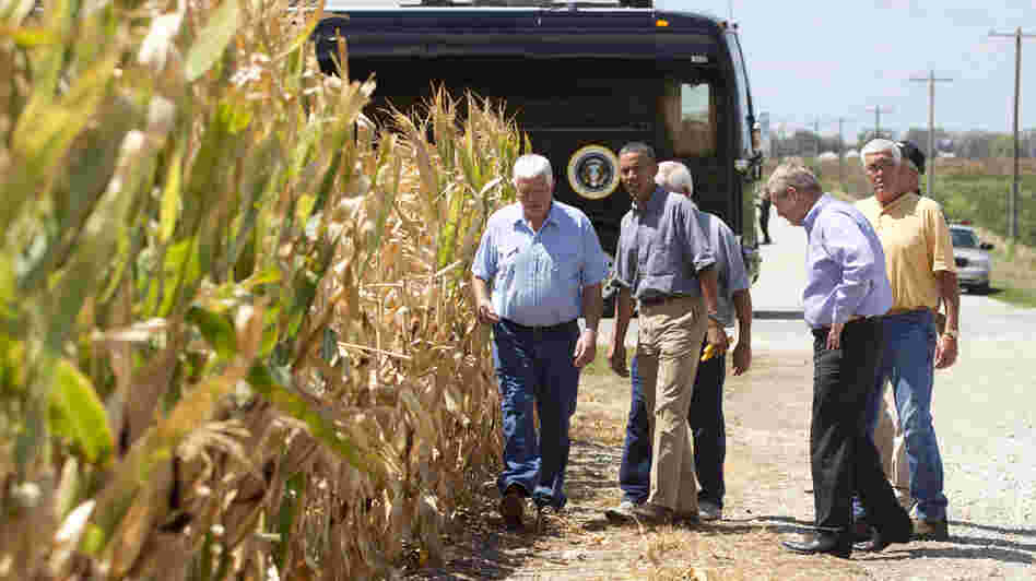 President Obama and Agriculture Secretary Tom Vilsack (second from right) inspect drought-damaged corn on the McIntosh farm in Missouri Valley, Iowa.