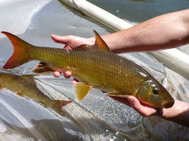 A sicklefin redhorse being propagated for the Eastern Band of Cherokee Indians.