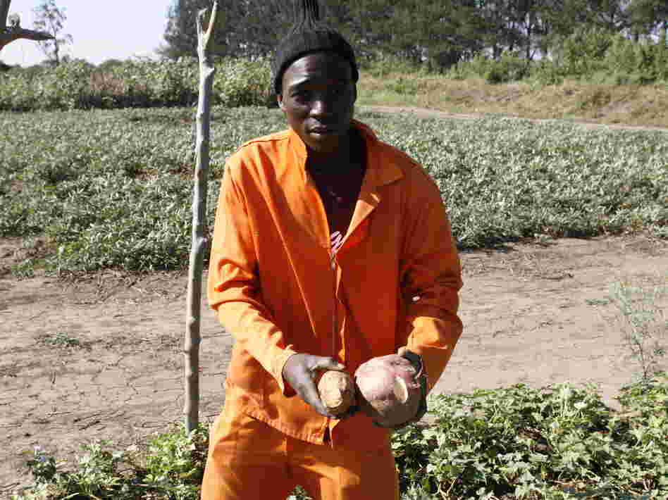 Arcanjo Alfabeto Cosim works on a farm that grows orange sweet potatoes and distributes vines to other farmers to plant. Arcanjo Alfabeto Cosim works on a farm that grows orange sweet potatoes and distributes vines to other farmers to plant.