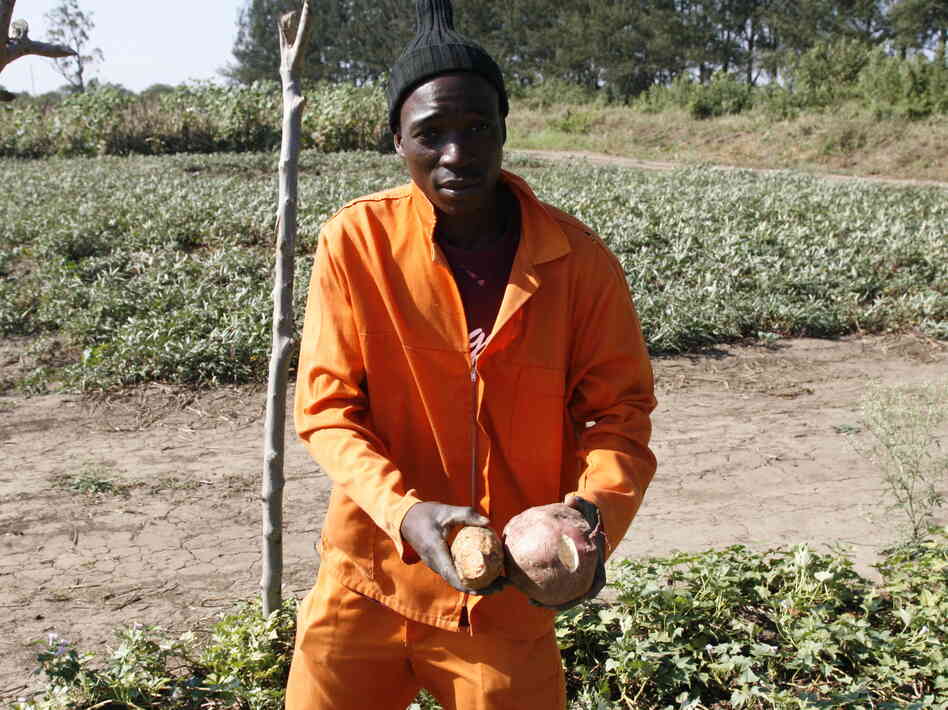 Arcanjo Alfabeto Cosim works on a farm that grows orange sweet potatoes and distributes vines to other farmers to plant. Arcanjo Alfabeto Cosim works on a farm that grows orange sweet potatoes and distributes vines to other farmers to plant.