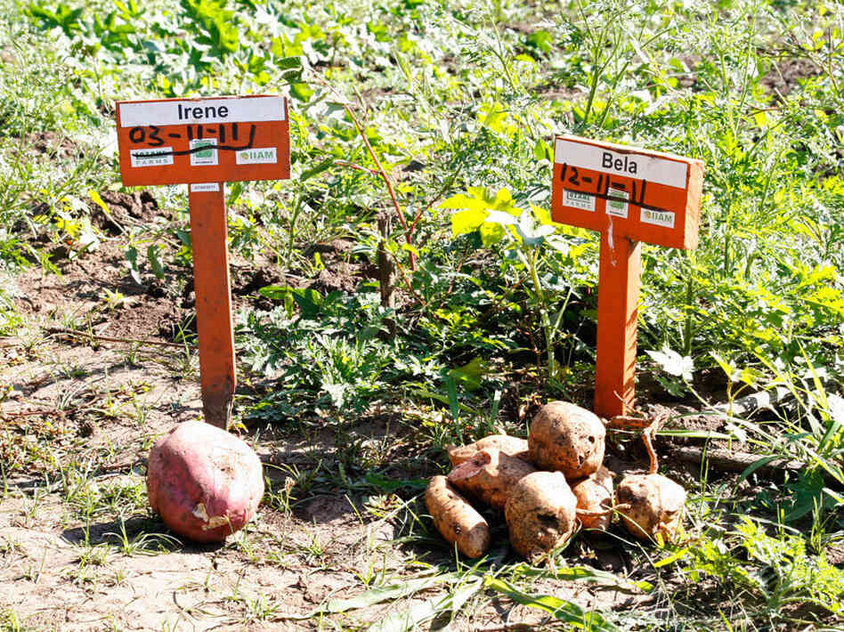 These two varieties of orange sweet potatoes are being promoted in Mozambique for their tolerance to drought.