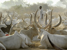 A man from the Mundari nomad tribe stands among cattle on Jan. 18, in Juba, South Sudan. Cattle raids, a common occurrence in the region, have grown increasingly violent in recent years. A man from the Mundari nomad tribe stands among cattle on Jan. 18, in Juba, South Sudan. Cattle raids, a common occurrence in the region, have grown increasingly violent in recent years.