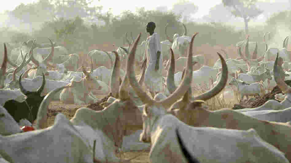A man from the Mundari nomad tribe stands among cattle on Jan. 18, in Juba, South Sudan. Cattle raids, a common occurrence in the region, have grown increasingly violent in recent years.