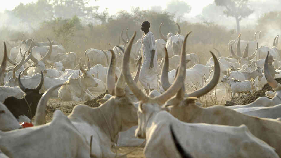 A man from the Mundari nomad tribe stands among cattle on Jan. 18, in Juba, South Sudan. Cattle raids, a common occurrence in the region, have grown increasingly violent in recent years.