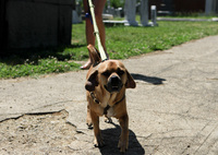 Congressional Cemetery also serves as a private dog park. Neighbors have walked their dogs in the cemetery for years.