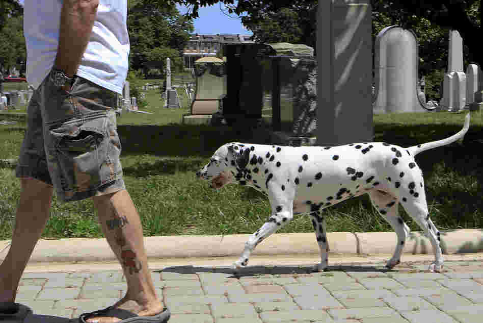 In the 1990s, as the cemetery fell into disrepair, a small group started paying to mow the grass. That group grew to become the K9 Corps — an official organization of the Association for the Preservation of Historic Congressional Cemetery.