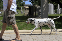 In the 1990s, as the cemetery fell into disrepair, a small group started paying to mow the grass. That group grew to become the K9 Corps — an official organization of the Association for the Preservation of Historic Congressional Cemetery.