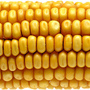 Corn. Corn.