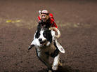 A capuchin monkey riding a dog. Tim Lepard, owner and creator of the Monkey Rodeo, says his animals are treated humanely. A capuchin monkey riding a dog. Tim Lepard, owner and creator of the Monkey Rodeo, says his animals are treated humanely.