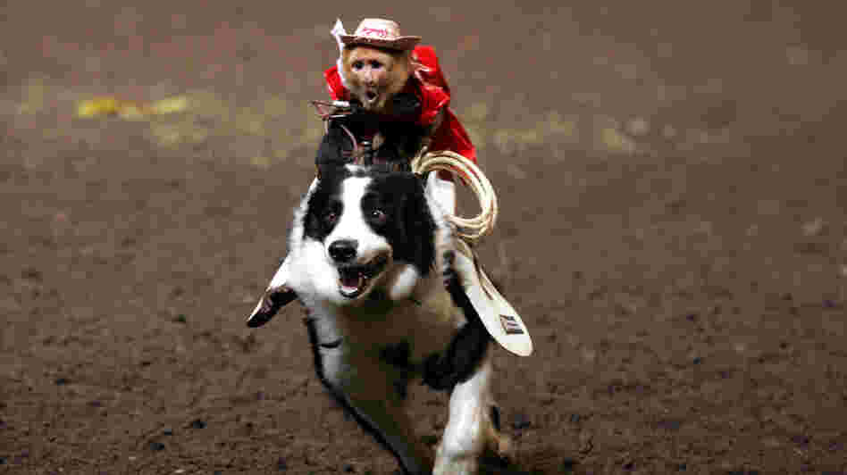 A capuchin monkey riding a dog. Tim Lepard, owner and creator of the Monkey Rodeo, says his animals are treated humanely. A capuchin monkey riding a dog. Tim Lepard, owner and creator of the Monkey Rodeo, says his animals are treated humanely.