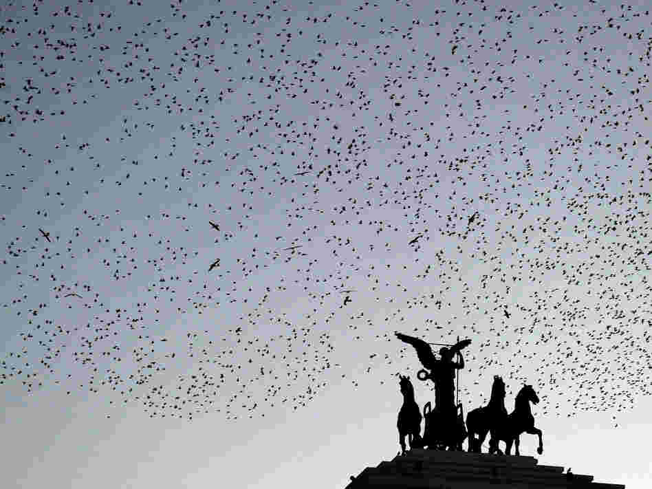 Starlings fly over the Piazza Venezia as night falls in Rome. Starlings fly over the Piazza Venezia as night falls in Rome.