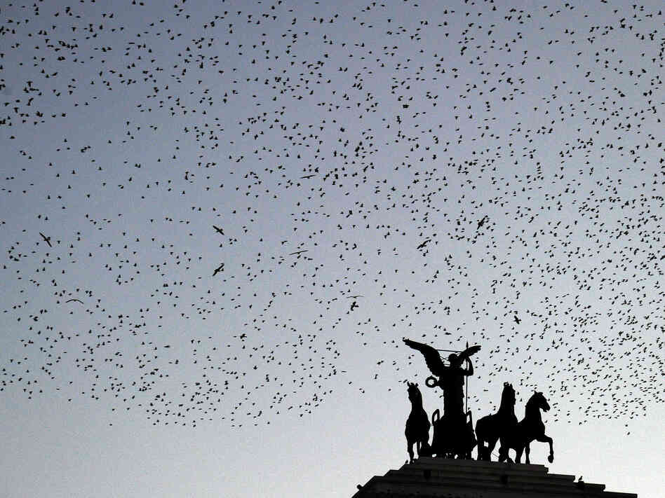 Starlings fly over the Piazza Venezia as night falls in Rome. Starlings fly over the Piazza Venezia as night falls in Rome.