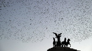 Starlings fly over the Piazza Venezia as night falls in Rome.