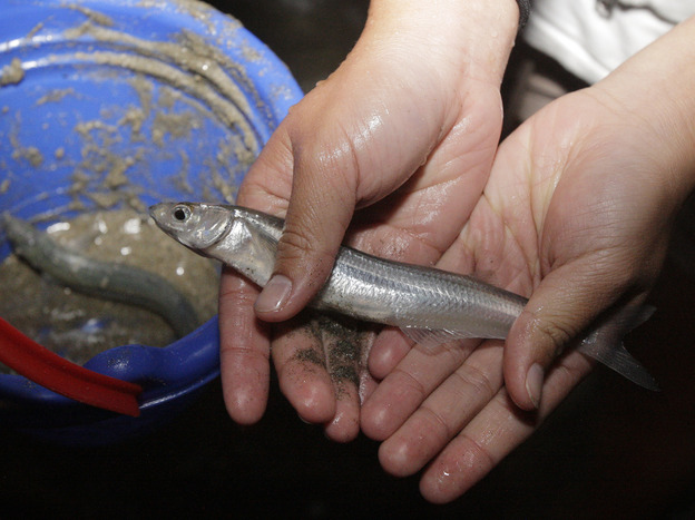 Grunions, native only to Southern California and the upper Baja Peninsula, have a peculiar mating ritual. They wash ashore to fertilize their eggs in the sand, then drift back out to sea.