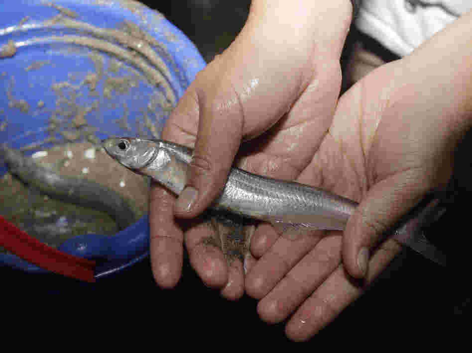 Grunions, native only to Southern California and the upper Baja Peninsula, have a peculiar mating ritual. They wash ashore to fertilize their eggs in the sand, then drift back out to sea.