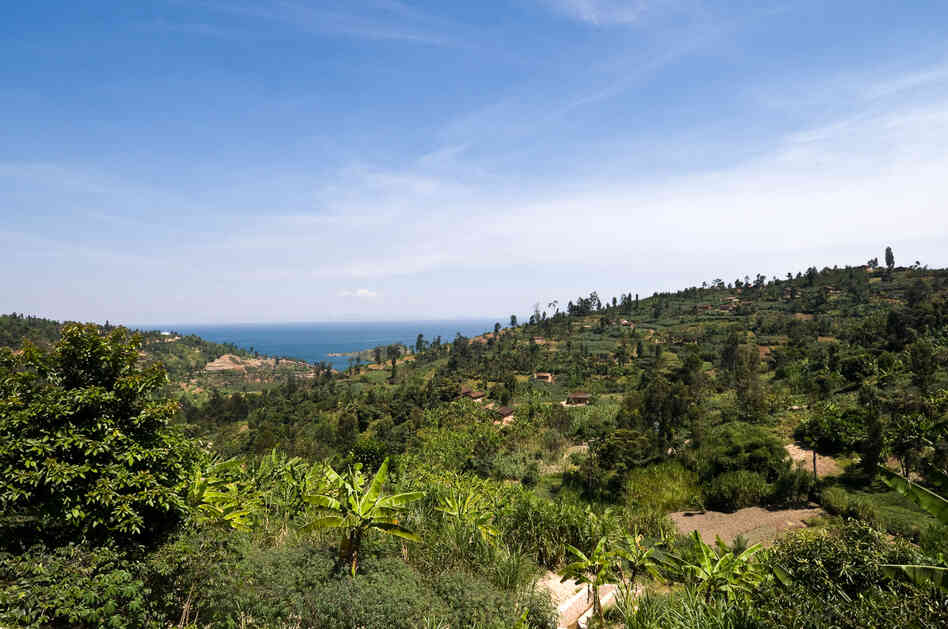 Rwanda has endless rolling hills, spotted with small family coffee farms. The altitude is about 5,600 feet near the shores of Lake Kivu in western Rwanda, making these cliffs an ideal place to grow premium coffee beans.